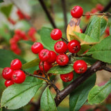 2 Red Chokeberry  Tree Bare-roots/ Aronia Arbutifolia Green Plant