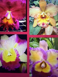 ORCHID PLANTS  Cattleya 3  div plants plus 2 seedling no tag no pot total 5 Orchids