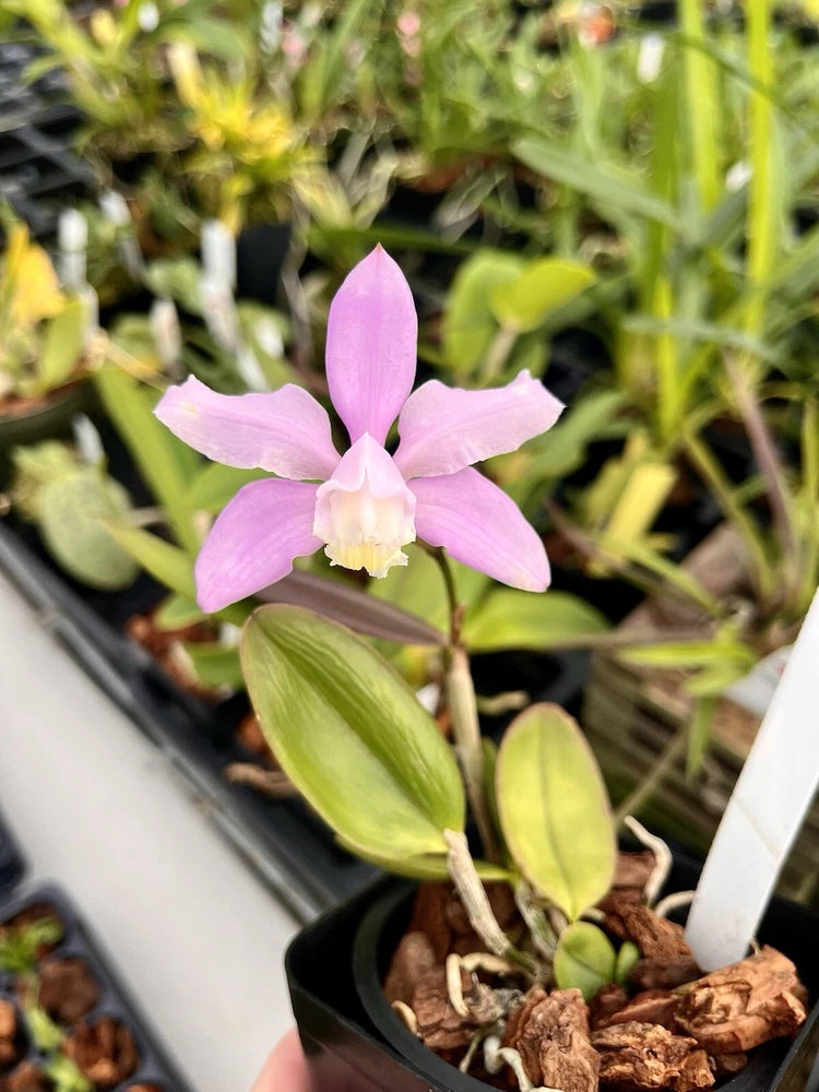 Cattleya orchid - C. Kerrii (outcross) 2Ó Seedling Orchids