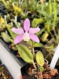 Cattleya orchid - C. Kerrii (outcross) 2Ó Seedling Orchids
