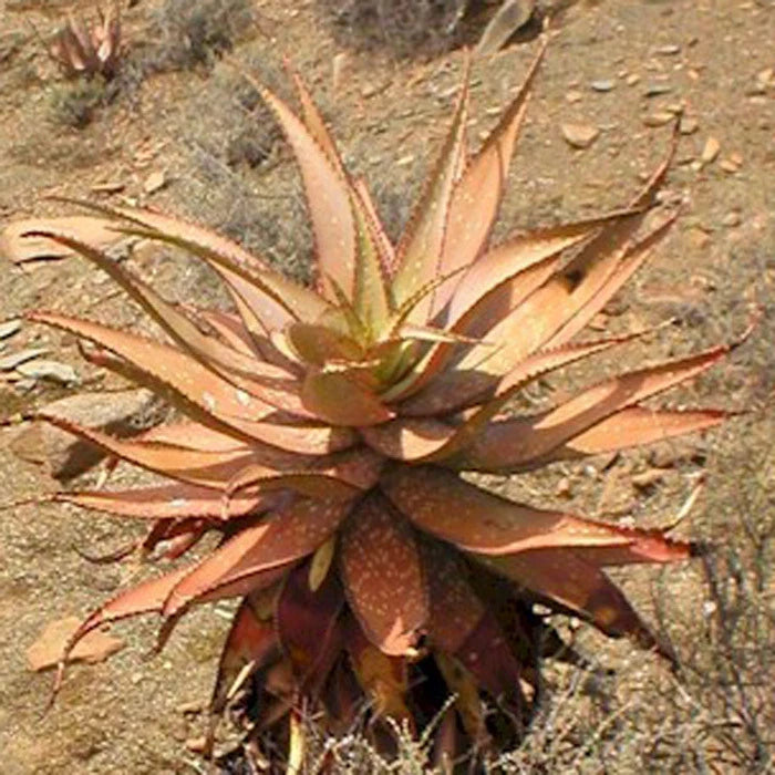 Aloe khamiesensis exotic succulent rare cactus seed garden plant agave  15 SEEDS Garden Plants