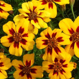 MARIGOLD SEEDS 100+ NAUGHTY MARIETTA FRENCH annual FLOWER garden TAGETES PATULA Garden Plants