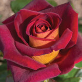 Dark Night Hybrid Tea Rose Seeds - Pack 30 Seeds - Rose Flower Gardening Garden Plants