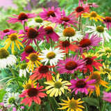 Echinacea Plant Starter: Live Perennial Coneflower for Pollinator Gardens Garden Plants