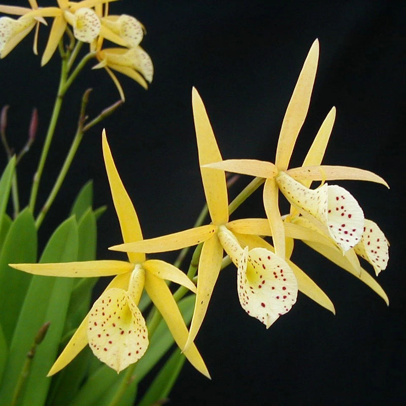Yellow orchid with white petals and red speckles, on green grasslike leaves