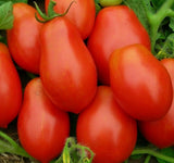ROMA TOMATO SEEDS 100+ GARDEN vegetables SAUCE salad non gmo FREE SHIPPING Garden Plants