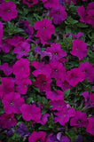288 PETUNIA PRETTY FLORA PURPLE Live Plants Plugs Garden Home AV Garden Plants