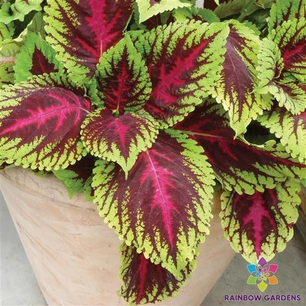 25+ Kong Rose Coleus Seeds for Garden Planting - USA - FREE SHIPPING! Garden Plants
