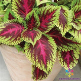 25+ Kong Rose Coleus Seeds for Garden Planting - USA - FREE SHIPPING! Garden Plants