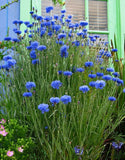 250+ BACHELOR BUTTON TALL BLUE CORNFLOWER FRESH HARVEST FOR GARDENS Garden Plants