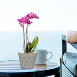 5PCS Orchid Pots Transparent Orchid Pots Garden Planting Supply Flower Garden Plants