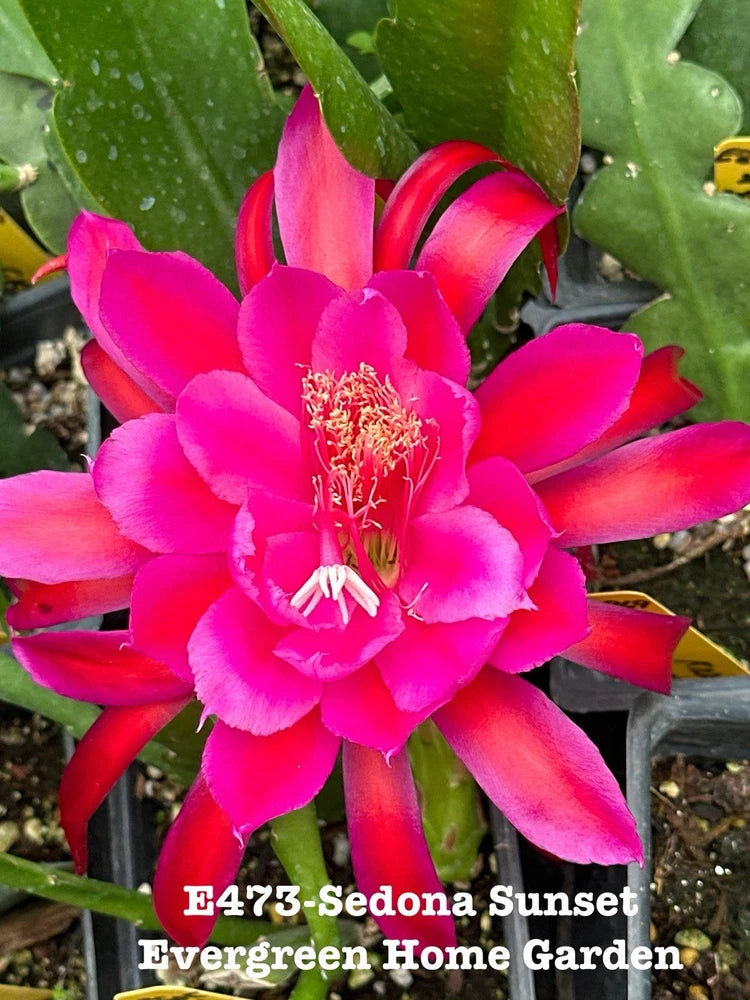 Orchid cactus in small pot with vivid pink-red flower and green succulent pads