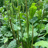 Broadleaf Plantain Seeds (Plantago major) ~Traditional Herb Native Garden Garden Plants