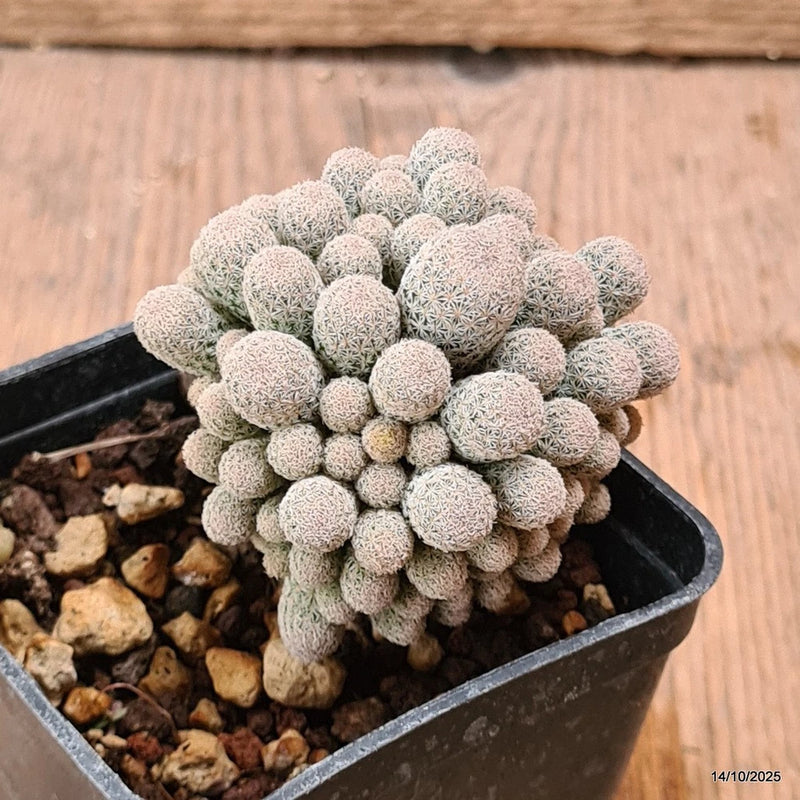 D7014 EPITHELANTHA POLYCEPHALA pot7-H6-W5,5 cm MaMa Cactus Green Plant