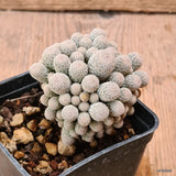D7014 EPITHELANTHA POLYCEPHALA pot7-H6-W5,5 cm MaMa Cactus Green Plant