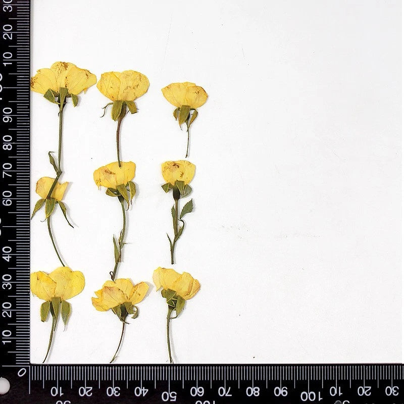 12-piece pressed yellow rose flowers with leaves and stems, dried botanicals