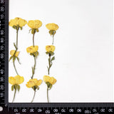 12PCS real dried side Pressed flowers with leaves and stem Yellow Rose FHT30 Dried Flower