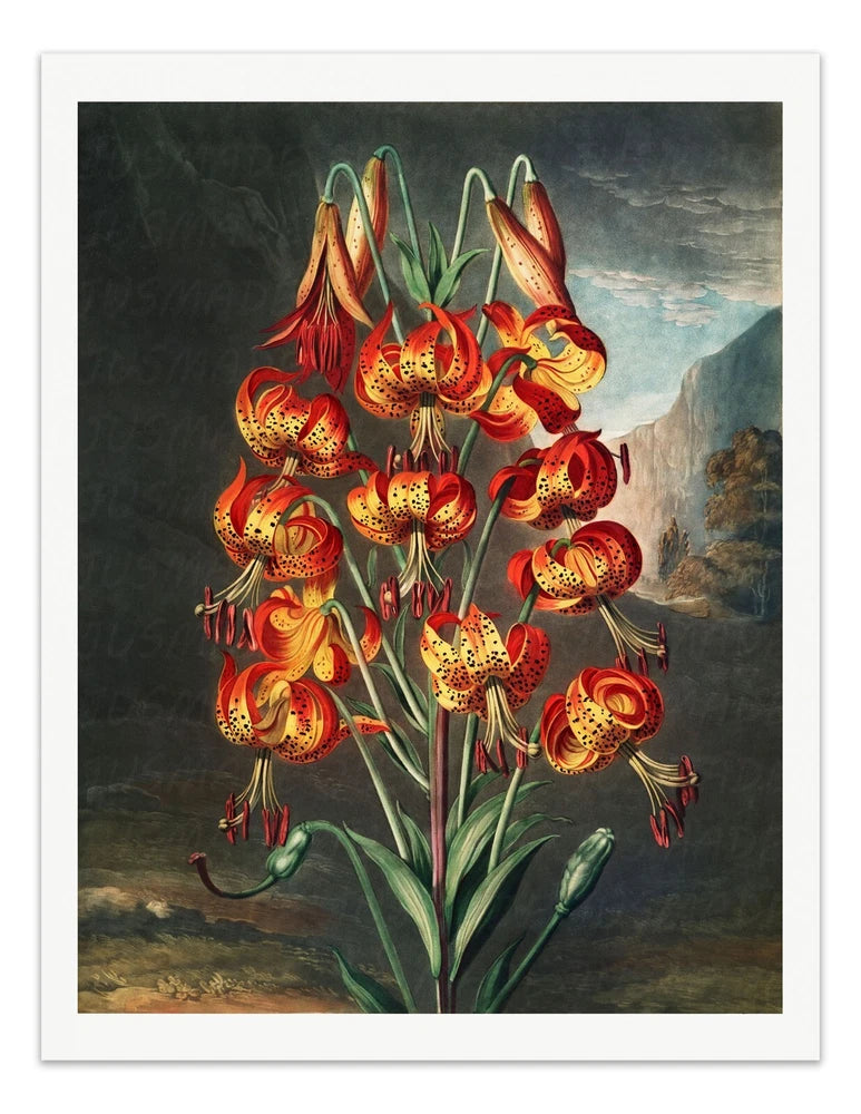The SUPERB LILY 1807 Temple of Flora Botanical Art Print - Wall Decor Lily