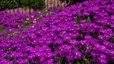 50+ DELOSPERMA PURPLE ICE PLANT FLOWER SEEDS / PERENNIAL Flowering Plants