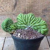 D7178 CEREUS PACHA. CRESTED pot14-H11-W20 cm MaMa Cactus Green Plant