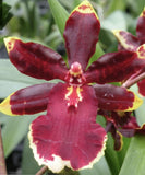 Odcdm. Wildcat 'Golden Red Star'  In Spike Orchids