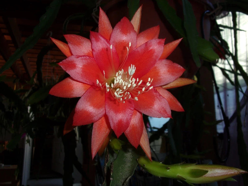 Epiphyllum orchid cutting with red-orange star-shaped bloom