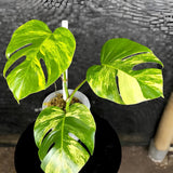Monstera Aurea Yellow Variegated Rare Plant Flowering Plants