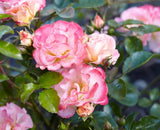 Peach Drift Rose Seeds - Pack 30 Seeds - Rose Flower Gardening Garden Plants