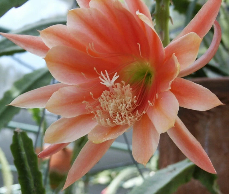 Coral orange orchid cactus flower with long petals and prominent stamens
