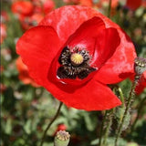 American Legion Poppy Garden Pack Over 20,000 Seeds 160+ Square Feet Coverage Garden Plants