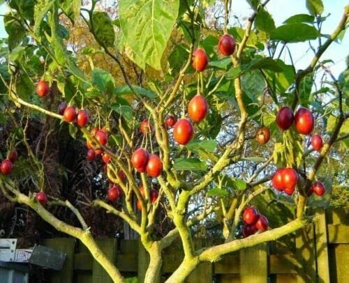 10 Tomato Tree Bonsai Seeds for Planting Tamarillo Cyphomandra betacea Flowering Plants