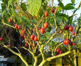10 Tomato Tree Bonsai Seeds for Planting Tamarillo Cyphomandra betacea Flowering Plants