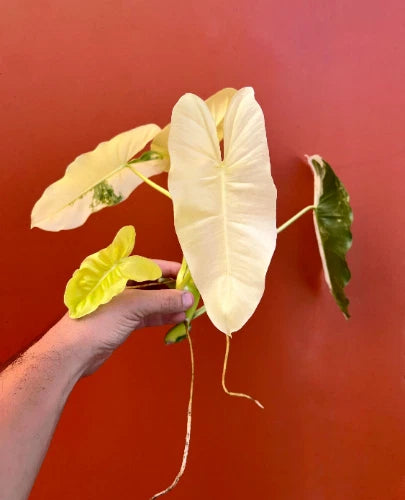 Variegated philodendron cutting with cream and green leaves and visible air roots