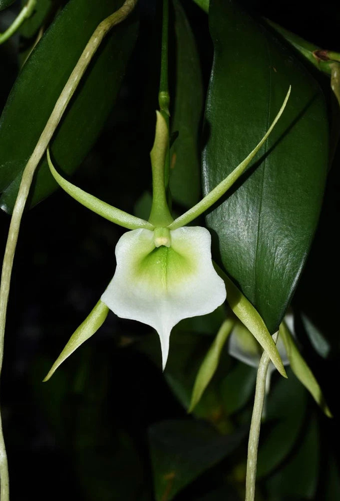 White and pale green orchid bloom with two pointed petals and green leaves