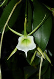 Angraecum eichlerianum Orchid Species  BS Orchids