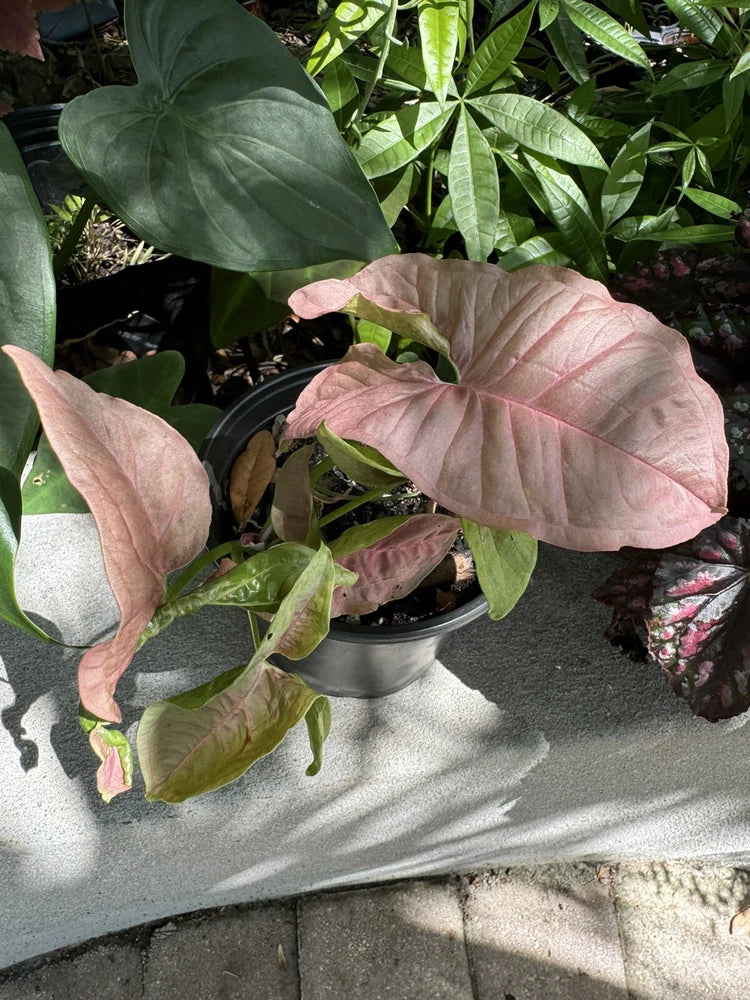 Syngonium plant with large arrowhead leaves in pale pink and green, in a pot
