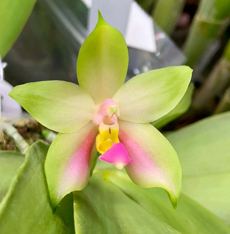 Miniature pink orchid bloom with green petals and pink center, close-up