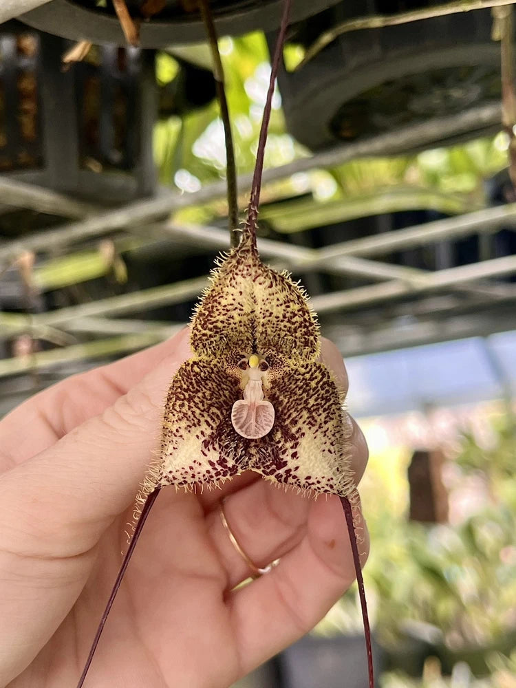 Dracula orchid bloom with speckled petals and drooping lip