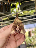 Dracula Minax  4Ó Net Pot Orchids