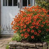 1000 Gaillardia Seeds Ð Red and Yellow Blanket Flowers for Sunny Gardens Garden Plants
