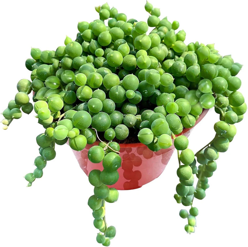 4" String of Pearls Live Trailing Succulent Fully Rooted in Pots with Soil Mix Flowering Plants