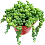 4" String of Pearls Live Trailing Succulent Fully Rooted in Pots with Soil Mix Flowering Plants