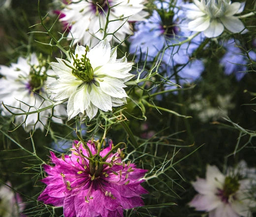 LOVE IN A MIST JEWELS MIX Nigella Damascena - 10,000 Bulk Seeds Garden Plants