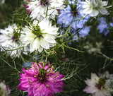 LOVE IN A MIST JEWELS MIX Nigella Damascena - 10,000 Bulk Seeds Garden Plants