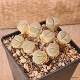 D5545 LITHOPS HALLII L77 pot10-H6-W10 cm MaMa Cactus Green Plant