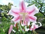 25 PINK FORMOSA LILY SEEDS -  Lilium formosanum - giant 5 - 6 foot tall Garden Plants