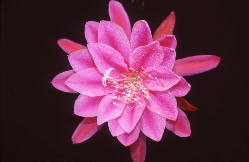 Pink orchid cactus bloom with many pointed petals and visible stamens