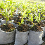 Tree Planting Bag Yard Plant Growth Non-Woven Nursery Garden Biodegradable Garden Plants