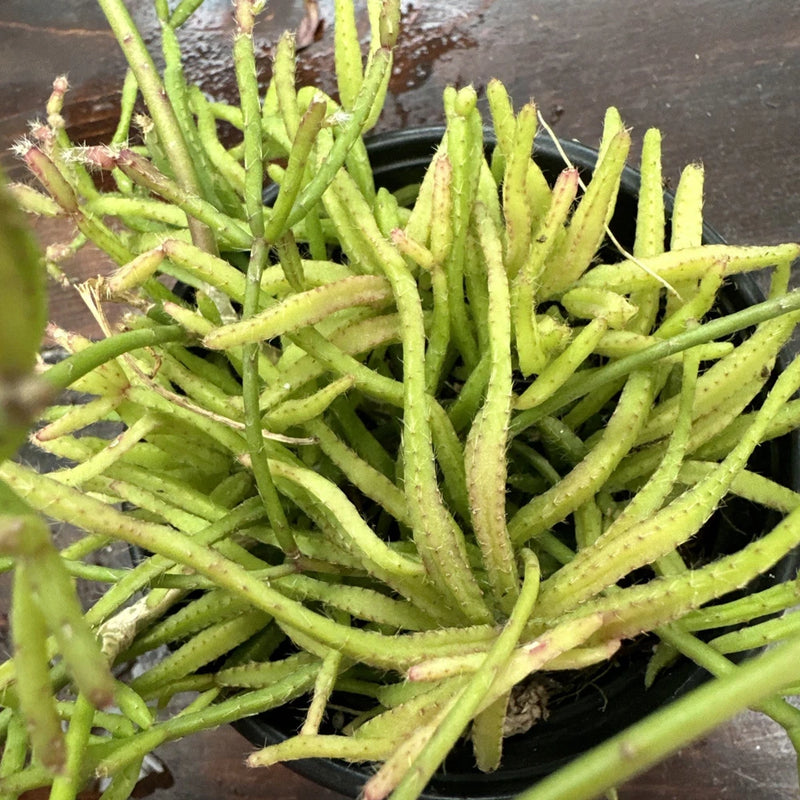 Rhipsalis Ewaldiana succulent cactus plant in dark pot, many light-green trailing stems