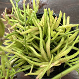 Rhipsalis Ewaldiana 4Ó Pot Exact Plant - Shipping Guarantee - ÒDÓ Orchids